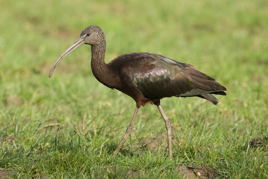 Nơi ở của quắm đen được biết đến là rừng tràm, các vùng đồng cỏ và cây ngập nước, đầm lầy và hồ, vùng cây gỗ ở đồng bằng.