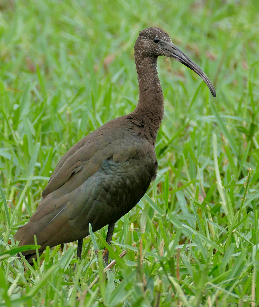 Phát hiện này nhấn mạnh tầm quan trọng của khu vực cửa sông Ô Lâu và đầm phá Tam Giang – Cầu Hai trong việc bảo tồn các loài chim di cư và hoang dã.