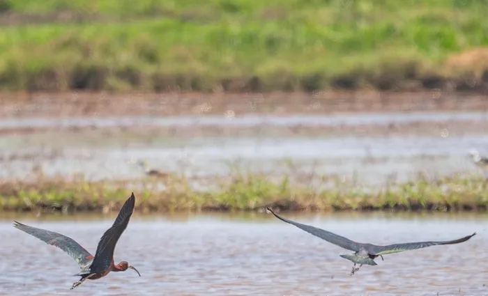 Quắm đen thuộc họ cò quăm (Threskiornithidae) và bộ bồ nông (Pelecaniformes), là một trong những loài chim quý hiếm nằm trong Danh lục đỏ của Hiệp hội Bảo tồn Thiên nhiên Quốc tế (IUCN) và Sách đỏ Việt Nam. (Ảnh: LÊ MẠNH HÙNG)