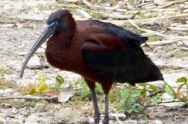 Hiện nay, quần thể quắm đen đang suy giảm, tại Việt Nam chủ yếu ghi nhận ở một số khu vực đồng bằng sông Cửu Long như Vườn quốc gia Tràm Chim và các khu bảo tồn khác.