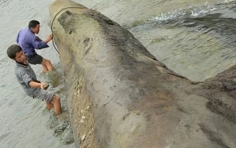 Gỗ âm trầm còn có khả năng chống ẩm cực kỳ tốt.