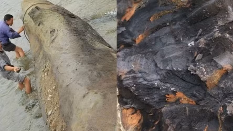 Chúng có mùi thơm đặc trưng như gỗ trồng trên thổ nhưỡng tự nhiên, nhưng đổi lại thì chất lượng gỗ vô cùng tốt vì không bao giờ lo bị mục nát.