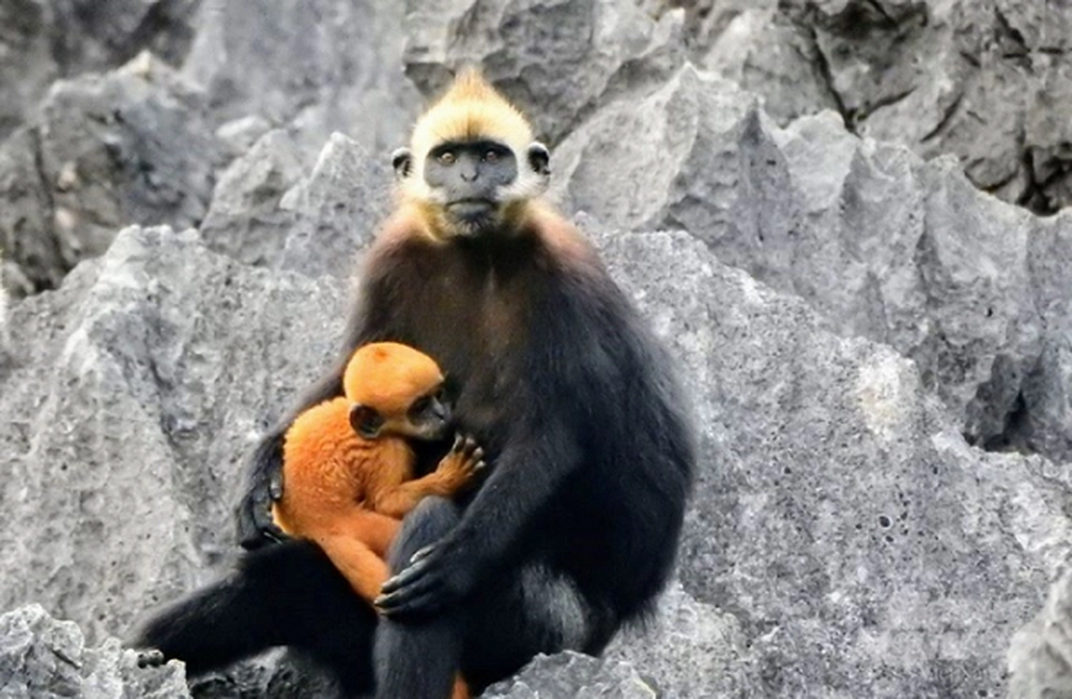 Tồn tại duy nhất trên quần đảo Cát Bà (Huyện Cát Hải, TP Hải Phòng), đàn voọc đầu trắng có khoảng 70 con, là loài linh trưởng quý hiếm, nằm trong Sách Đỏ Việt Nam và cũng nằm trong danh sách 25 loài động vật có nguy cơ tuyệt chủng cao nhất thế giới.