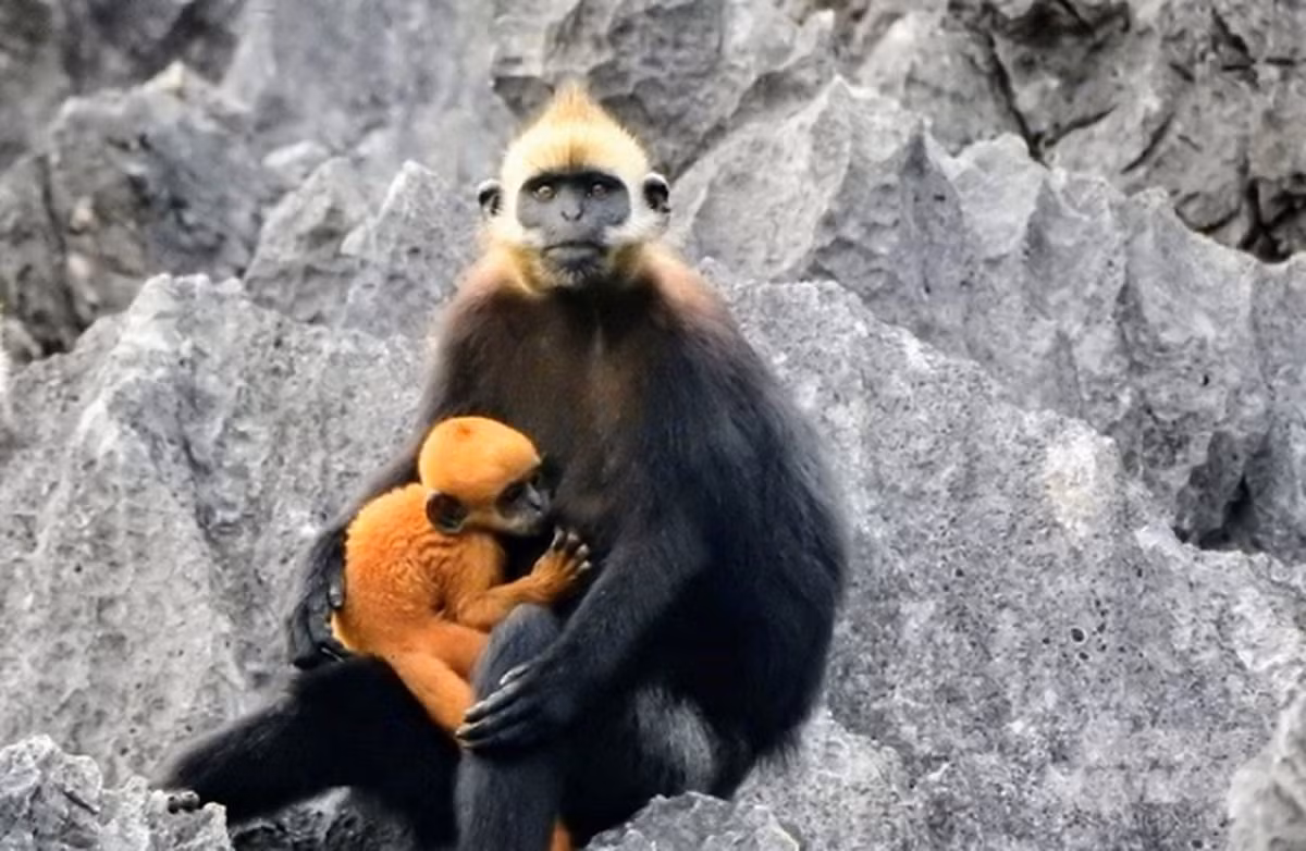 Tồn tại duy nhất trên quần đảo Cát Bà (Huyện Cát Hải, TP Hải Phòng), đàn voọc đầu trắng có khoảng 70 con, là loài linh trưởng quý hiếm, nằm trong Sách Đỏ Việt Nam và cũng nằm trong danh sách 25 loài động vật có nguy cơ tuyệt chủng cao nhất thế giới.