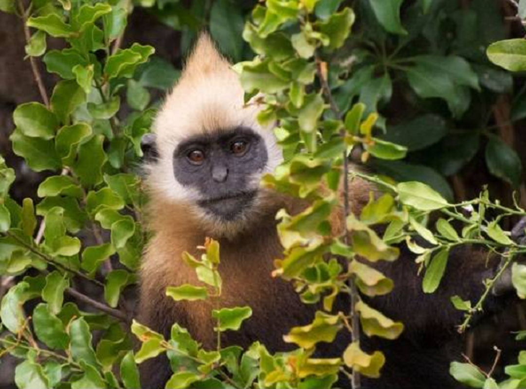 Voọc Cát Bà trưởng thành có chiều dài cơ thể khoảng từ 47 đến 53cm. Đặc biệt, đuôi của chúng dài hơn cơ thể rất nhiều, khoảng từ 85 đến 90cm và có tác dụng giúp chúng giữ thăng bằng cơ thể trong khi di chuyển trên những dãy núi đá vôi cheo leo, hiểm trở.