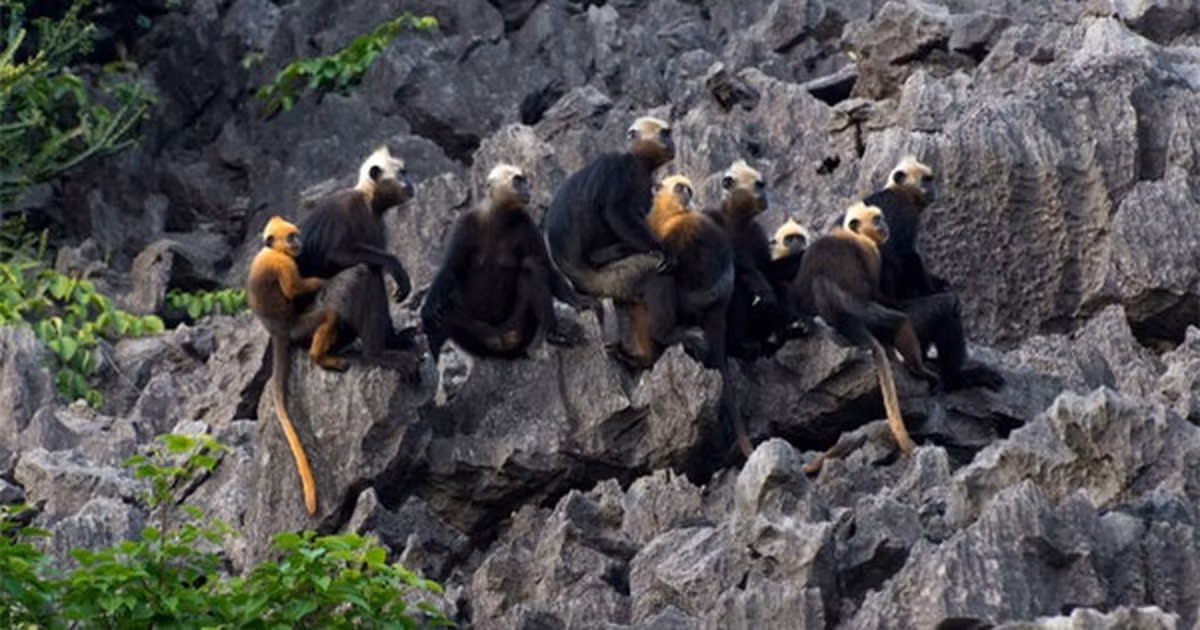 Voọc đầu trắng hay Voọc Cát Bà còn được biết đến với tên gọi voọc đầu vàng (tên khoa học là trachypithecus poliocephalus policephalus, tên tiếng Anh – Cat Ba langur hay Golden headed langur).