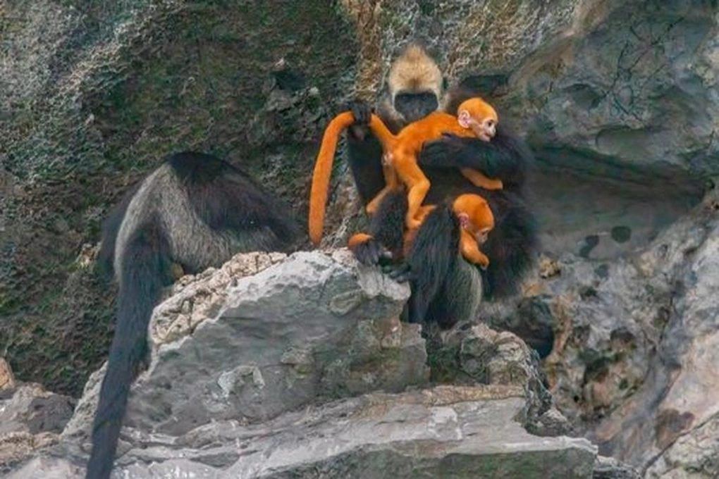 Lãnh đạo Vườn Quốc gia Cát Bà xác nhận thông tin và hình ảnh của đàn voọc đầu trắng trên, và cho biết những cá thể voọc con mới được sinh ra trong tháng 4. Việc voọc sinh trưởng tại đảo Cát Bà được xem là điều bình thường và không có gì đặc biệt.