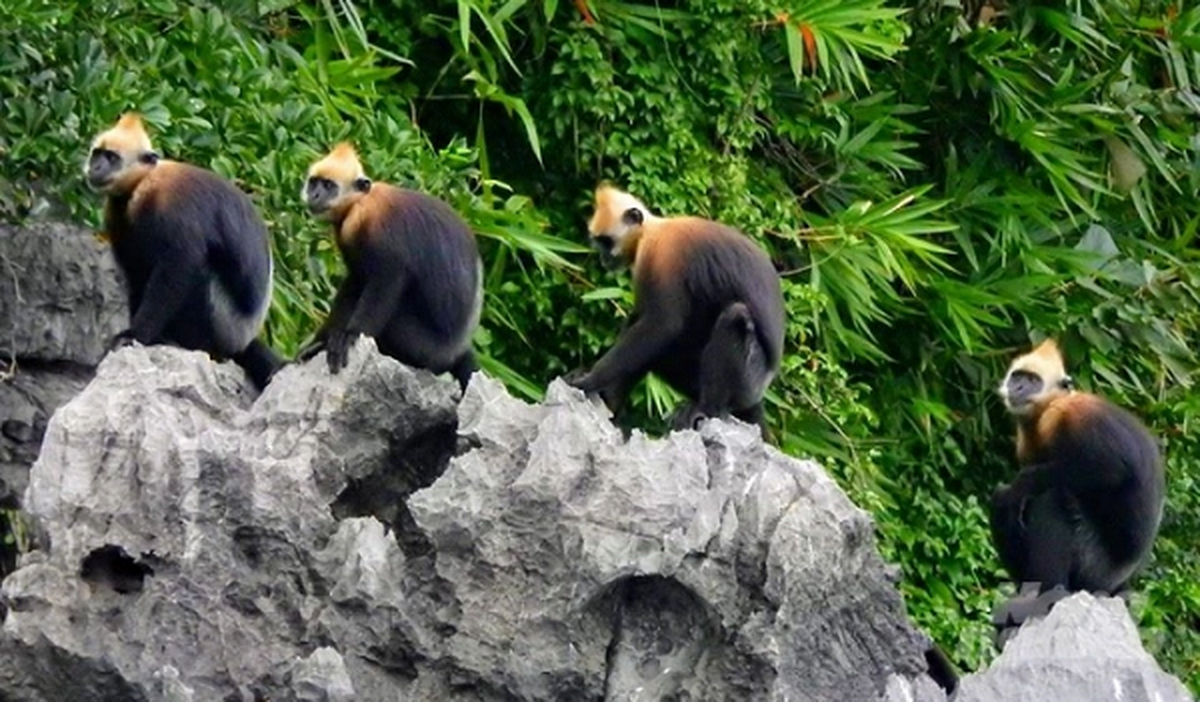 Tuổi thọ của Voọc Cát Bà khoảng từ 25 đến 30 tuổi. Những khu rừng trên những dãy núi đá vôi cheo leo trên quần đảo Cát Bà là môi trường sống duy nhất của Voọc Cát Bà.