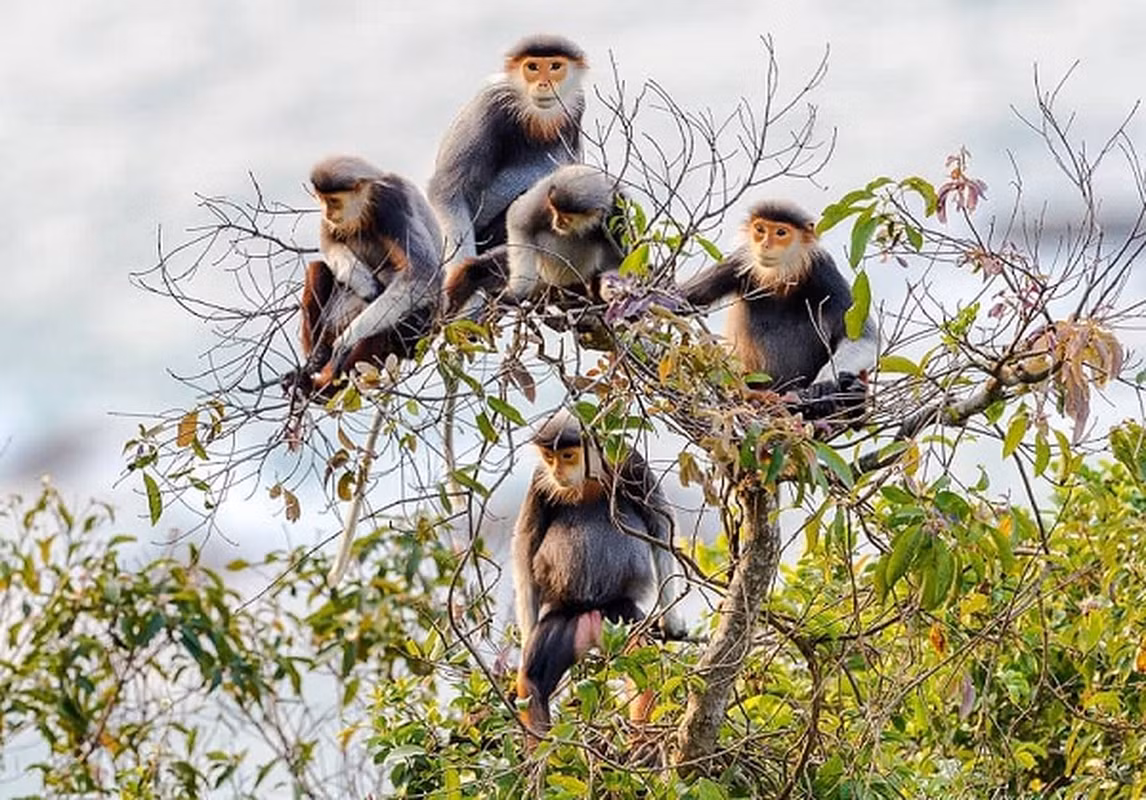 Ban ngày, chúng hoạt động trên các tầng cây cao, kiếm ăn và nghỉ ngơi trên đó. Ban đêm chúng ngủ trong các hang hoặc những vách đá, rìa đá trên những dãy núi đá đó để tránh thời tiết khắc nghiệt.