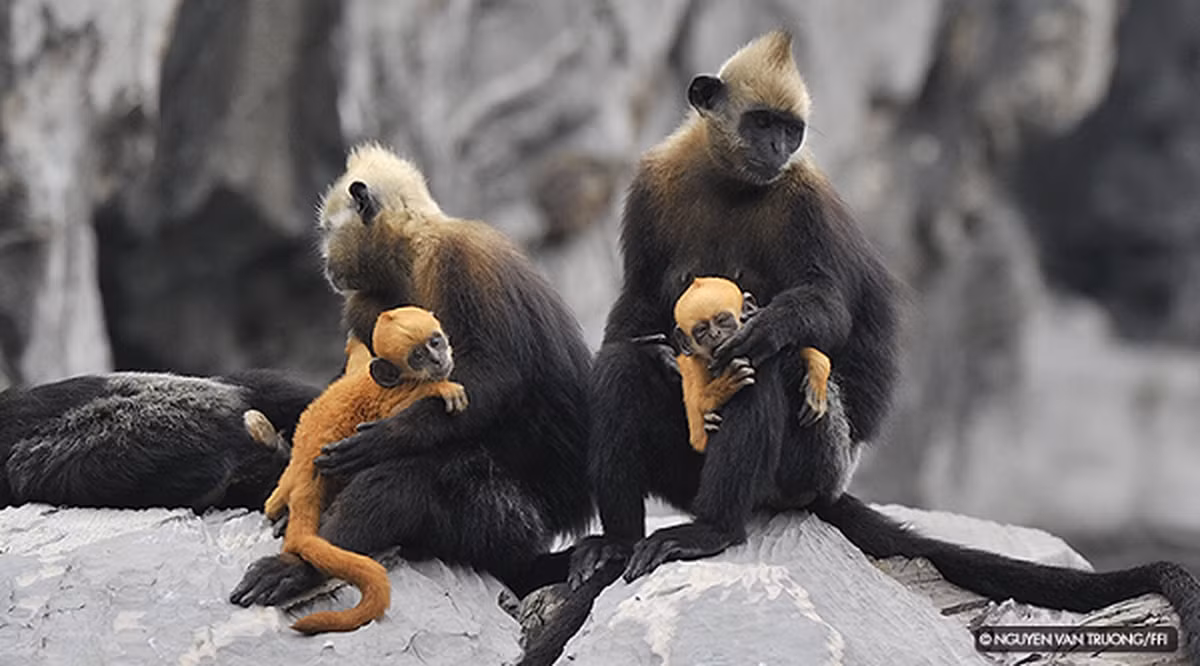 Khi cảm thấy có nguy hiểm, con đầu đàn sẽ đứng trên 1 mỏm núi cao ra tín hiệu cảnh báo cho cả đàn. Thức ăn của chúng là lá cây, một số ít khác là hoa, quả cây rừng: các loại quả Đa, Phật dụ núi…, đặc biệt, do cấu tạo của dạ dày và có lá gan lớn, Voọc Cát Bà có thể ăn những loài lá quả cây độc như: lá ngón, quả mã tiền.