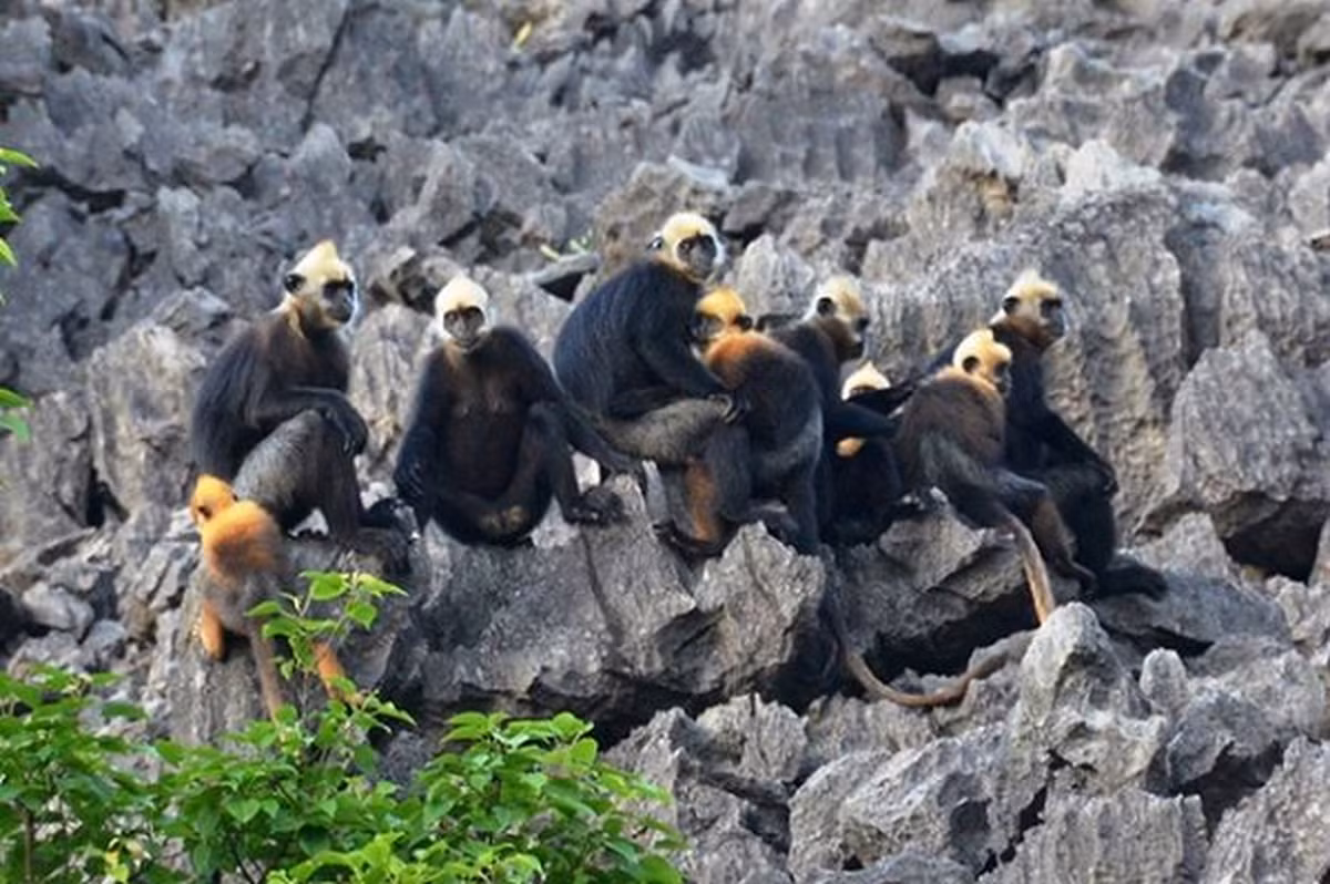 Quá trình chọn lọc tự nhiên cũng dẫn đến suy giảm hao hụt quần thể như xung đột chiếm đàn dẫn đến tử vong những cá thể bị thương nặng, sau tranh đàn cắn chết con non làm giảm lớp kế cận sinh sản tương lai, tỷ lệ già hóa hết dẫn đến khả năng sinh sản, tình trạng cận huyết làm suy thoái giống nòi.