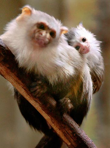 3. Khỉ đực marmoset: Bế, chải lông và cho con ăn từ khi chúng còn trong lòng mẹ, đảm bảo an toàn cho con cái trong quá trình sinh sản.