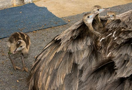 4. Đà điểu Nam Mỹ: Con đực ấp trứng, chăm sóc lũ con non và sẵn sàng đánh đuổi mọi kẻ xâm nhập.