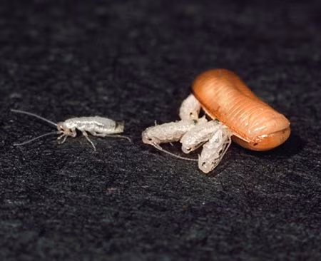 6. Gián ăn gỗ: Tìm kiếm thức ăn và làm sạch tổ, thậm chí ăn phân chim để cung cấp dinh dưỡng cho con.