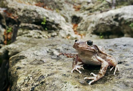5. Ếch sủa: Con đực chăm sóc trứng, duy trì độ ẩm và bảo vệ chúng khỏi môi trường bên ngoài.