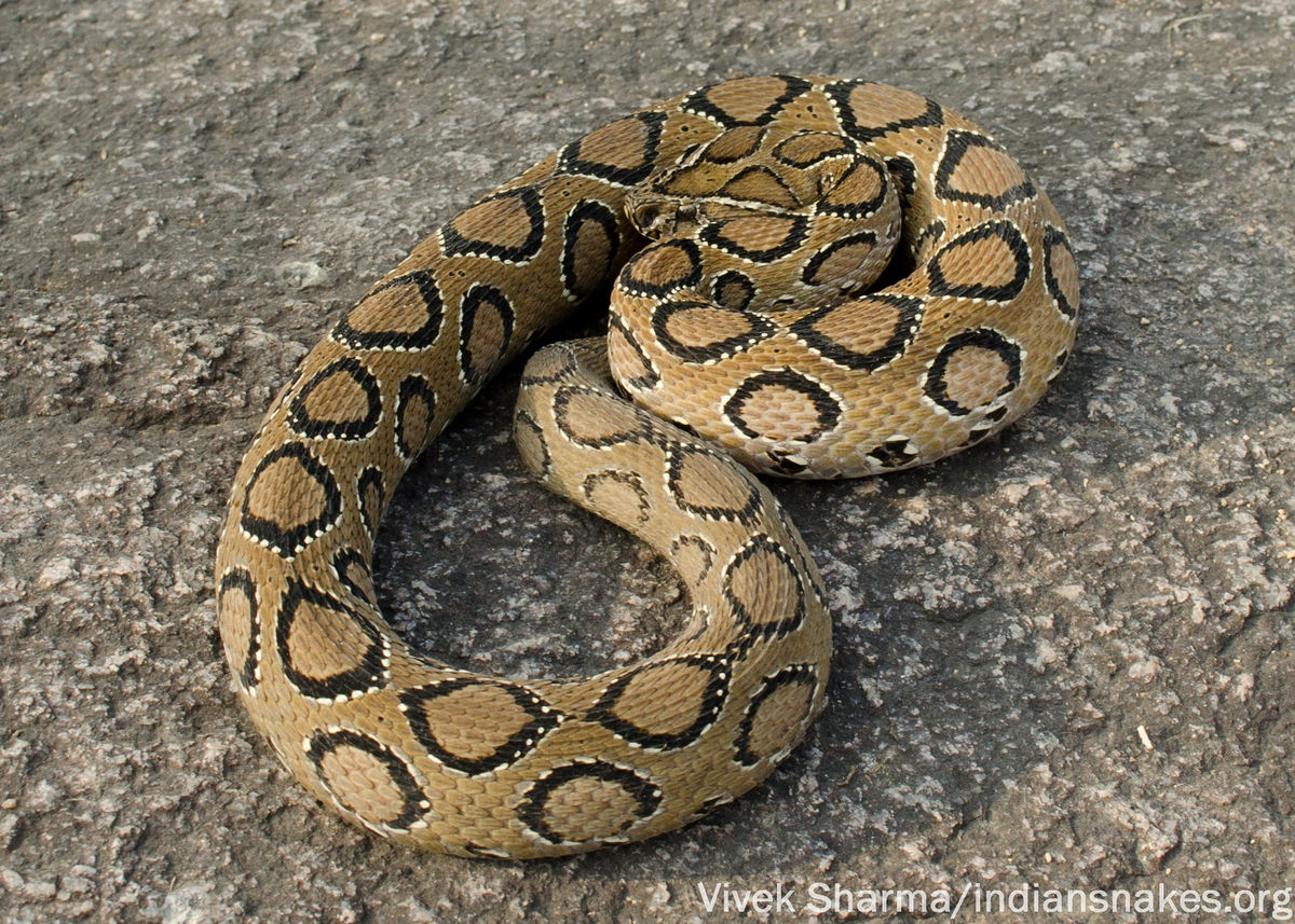 Loài rắn "Nưa 9 lỗ mũi" hay còn được biết đến là "rắn hoa bướm", xuất hiện ở khu vực Đông Nam Á trong đó có Việt Nam, là một loài rắn cực độc, nguy hiểm và khó phân biệt với trăn.