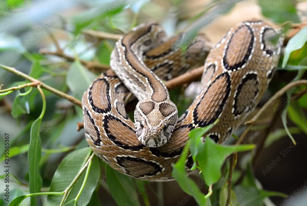 Người dân cần cẩn thận trước sự hiện diện của loài rắn này, và tránh xa các vùng rừng ẩm ướt nơi chúng thường trú.