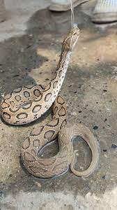 Ngoài ra, các trường hợp ngộ độc từ việc ăn thịt Nưa đã được ghi nhận ở Việt Nam, hậu quả của việc này có thể rất nghiêm trọng, đến mức có thể gây tử vong hoặc gây ra các biến chứng nghiêm trọng khác cho nạn nhân.