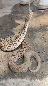 Ngoài ra, các trường hợp ngộ độc từ việc ăn thịt Nưa đã được ghi nhận ở Việt Nam, hậu quả của việc này có thể rất nghiêm trọng, đến mức có thể gây tử vong hoặc gây ra các biến chứng nghiêm trọng khác cho nạn nhân.