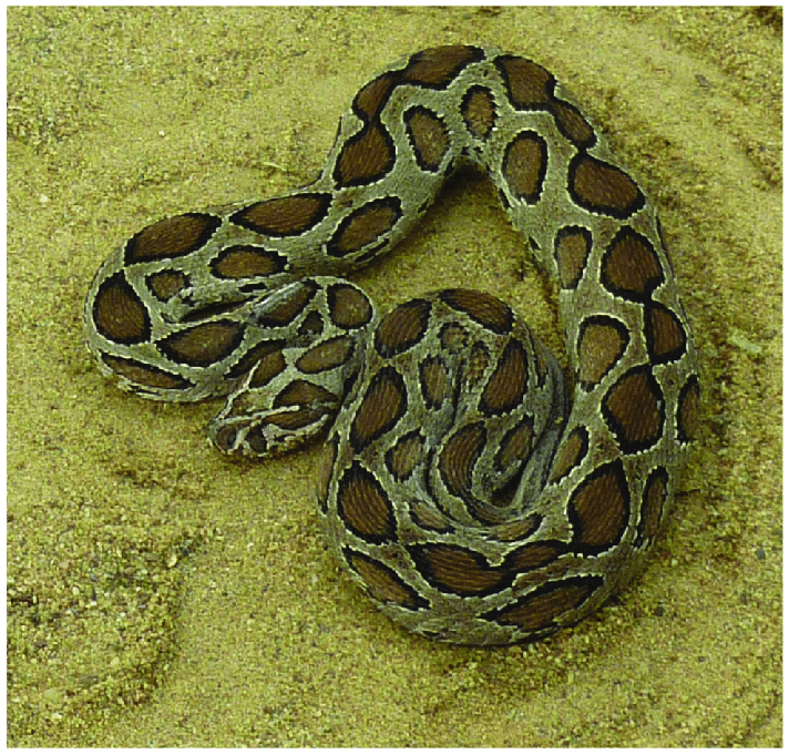 Nọc độc của Nưa không chỉ có trong răng mà còn trên râu và nội tạng của chúng, khiến cho việc cắn của chúng trở nên cực kỳ nguy hiểm và tiềm ẩn nguy cơ đe dọa tính mạng.