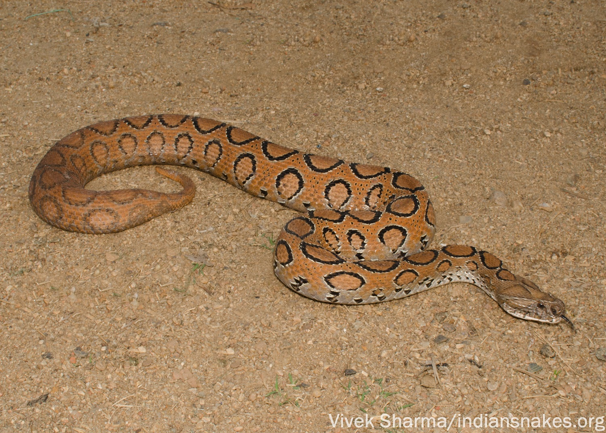 Đặc điểm nổi bật nhất của Nưa là sự có mặt của 9 lỗ mũi, trong khi trăn chỉ có 2 lỗ mũi.