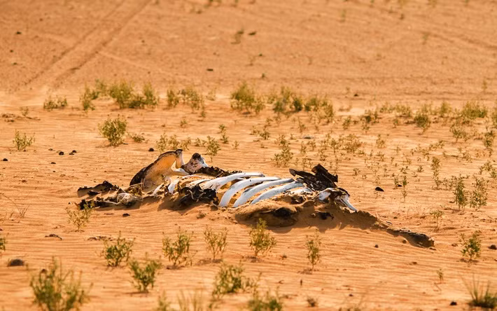 Mới đây, các nhà khoa học cảnh báo rằng thế giới đang đứng trước nguy cơ bước vào giai đoạn đầu của cuộc đại tuyệt chủng lần thứ 6, có thể khiến nhiều loài trên Trái Đất bị xóa sổ.