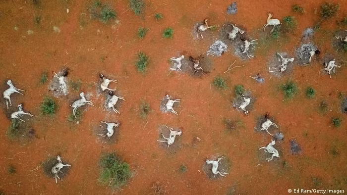 Giáo sư Gerardo Ceballos từ Đại học tự trị quốc gia Mexico cảnh báo rằng cuộc khủng hoảng tuyệt chủng này có thể nghiêm trọng như biến đổi khí hậu. Nghiên cứu đặc biệt quan trọng vì lần đầu tiên đánh giá tốc độ tuyệt chủng ở cấp độ cao hơn loài.