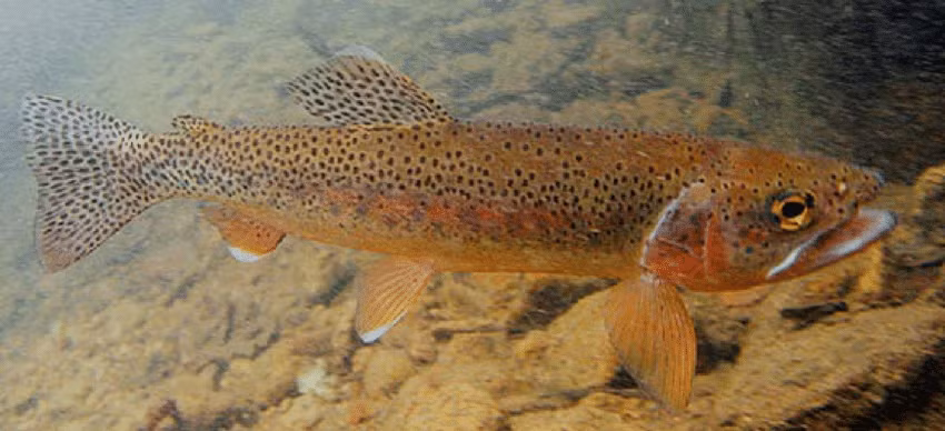 Trong năm 1989, các nhà phân loại học đã chuyển cá hồi vân và các loài cá hồi thuộc lưu vực Thái Bình Dương vào chi mang tên là Oncorhynchus.