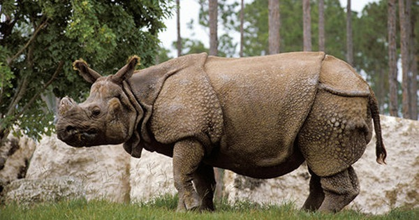 5. Tê giác Ấn Độ: Con đực có khả năng phát hiện mùi nước tiểu của con cái từ khoảng cách xa.