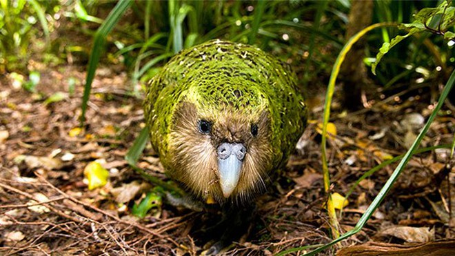 7.Vẹt Kakapo: Loài chim không biết bay này thu hút sự chú ý của đối tác bằng cách phát ra âm thanh gọi mái.