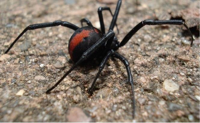 8. Nhện lưng đỏ: Con nhện cái thường hung hãn và sẵn sàng xé xác con nhện đực sau khi giao phối, nhưng nếu chỉ có một con nhện đực, khả năng để được con cái tha mạng là cao.