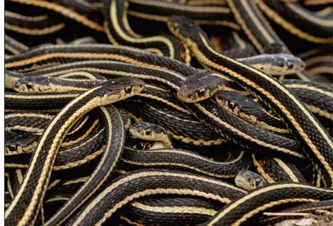 6. Rắn sọc đỏ: Số lượng con đực áp đảo số lượng con cái. Chúng sử dụng "chiêu trò" để chiếm lấy sự chú ý của con cái.