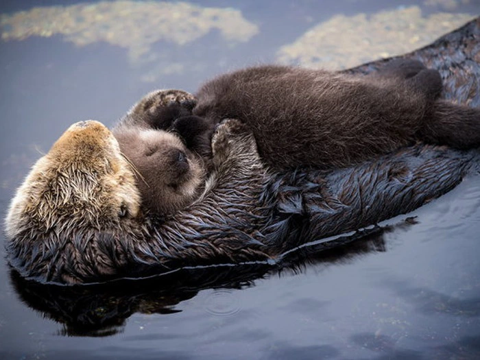 4. Rái cá biển: Hiếm khi ngủ một mình, thường ngủ theo đàn để giữ cho đàn không bị trôi dạt theo dòng nước.