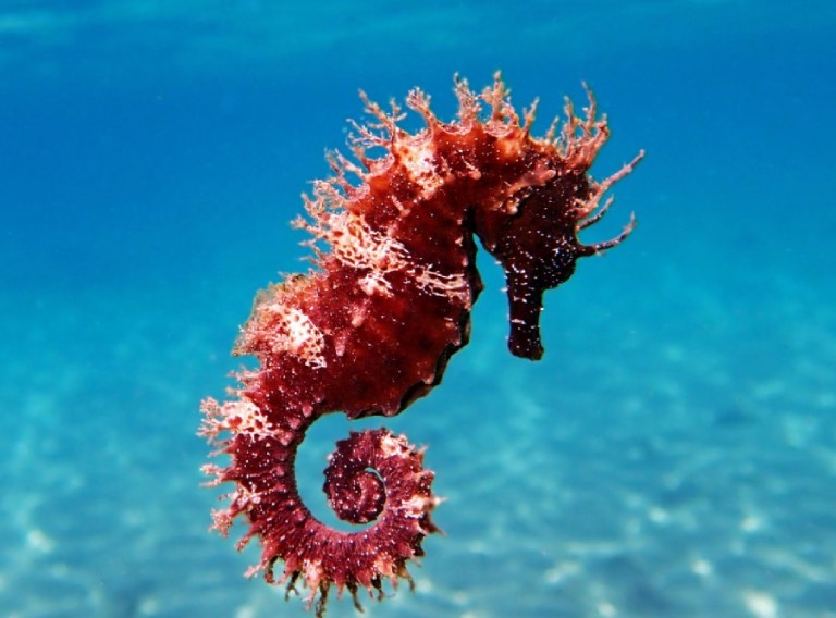 3. Cá ngựa: Là loài động vật lười biếng và ham ngủ, có thể ngủ tới 19 giờ mỗi ngày, thường ngủ khi đang bơi.