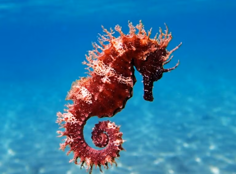 3. Cá ngựa: Là loài động vật lười biếng và ham ngủ, có thể ngủ tới 19 giờ mỗi ngày, thường ngủ khi đang bơi.