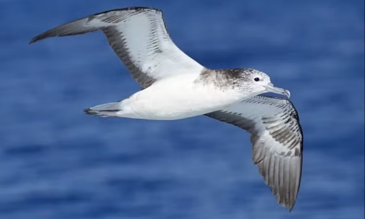 2. Hải âu: Thường không ngủ lâu và dành nhiều thời gian để săn mồi, chỉ có giấc ngủ ngắn và thậm chí ngủ khi đang bay.