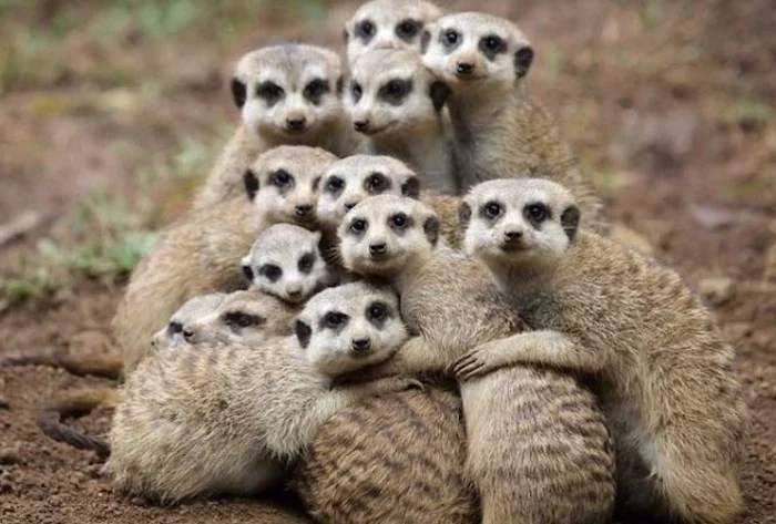 5. Chồn đất: Đàn chồn đất thường ngủ chồng lên nhau để giữ ấm và bảo vệ con đầu đàn.