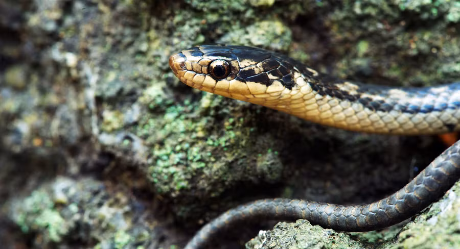 2. St. Lucia Racer: Loài rắn hiếm nhất thế giới, sống trên một hòn đảo ở vùng biển Caribe, số lượng suy giảm do chuột đen và cầy.