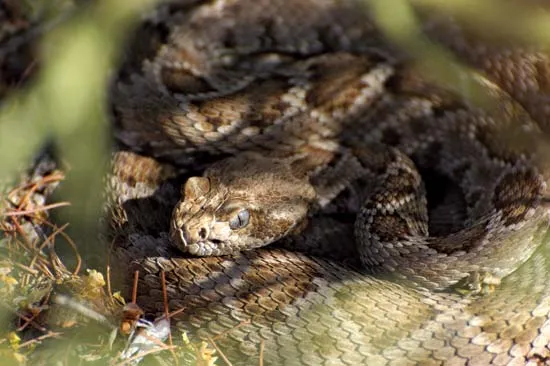 3. Rắn Chuông Santa Catalina: Sống ở đảo Santa Catalina, Mỹ. Số lượng đang giảm do mèo hoang và săn bắn.