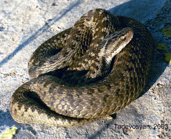 5. Vipera Darevskii: Sống ở Armenia và Thổ Nhĩ Kỳ, số lượng giảm do săn bắn và mất môi trường sống tự nhiên.