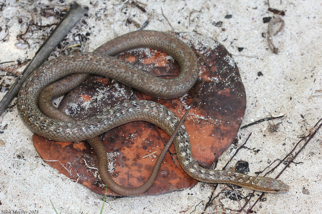 4. Alsophis Antiguae: Sống tại Antigua và Barbuda, số lượng giảm do sự gia tăng của cầy và chuột đen.