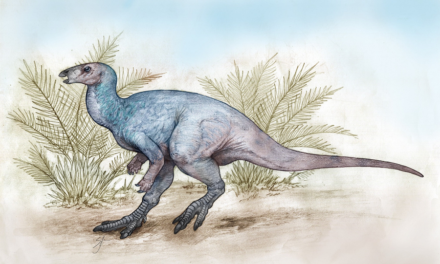 Khám phá này cung cấp thông tin quý giá vì các hóa thạch bao gồm phần đuôi khá đầy đủ, thường bị thiếu trong các hóa thạch Elasmaria khác.