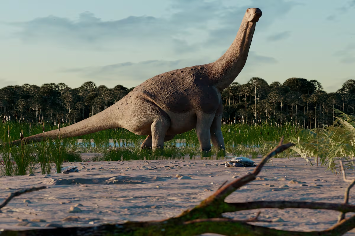 Hóa thạch của Titanomachya gimenezi được tìm thấy trong hệ tầng La Colonia ở tỉnh Chubut, bao gồm các phần chi trước, chi sau, xương sườn và đốt sống đuôi.