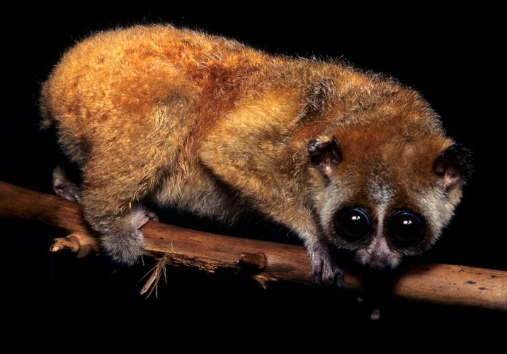 Cu li nhỏ thường sống ở rừng xanh nguyên sinh hoặc thứ sinh. Chúng thường kiếm ăn ban đêm. Thức ăn chủ yếu của cu li nhỏ gồm: côn trùng, bọ cánh cứng, nhựa cây đóng cục.