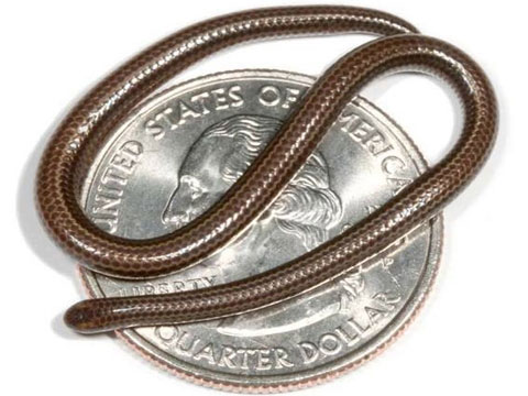 Một loài rắn có chiều dài dưới 10 cm, bé như sợi mì spaghetti, được biết đến là loài rắn nhỏ nhất thế giới, có thể nằm cuộn trên một đồng xu.