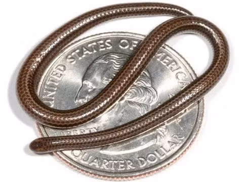 Một loài rắn có chiều dài dưới 10 cm, bé như sợi mì spaghetti, được biết đến là loài rắn nhỏ nhất thế giới, có thể nằm cuộn trên một đồng xu.