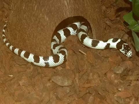 Rắn chúa có thể ăn thịt rắn khác lớn hơn bằng cách nén xương sống của con mồi để nuốt chúng.