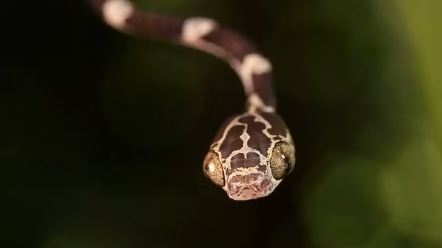 Mặc dù nhỏ bé, nhưng chúng có thể săn mồi có kích thước lớn hơn.