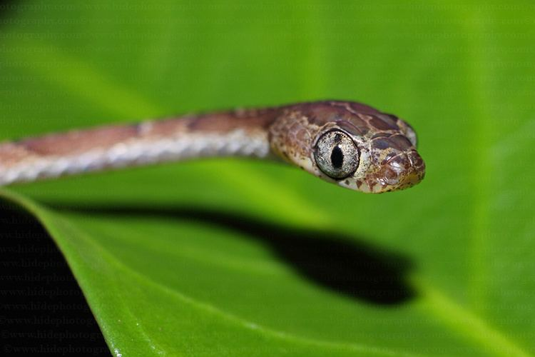 Đặc biệt, chúng có khả năng ném đầu để săn mồi bằng cách dùng phần thân nhẹ hơn để quăng đầu và giật lấy con mồi.