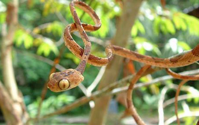 Ngoại hình của chúng khác biệt với các loài rắn khác với thân hình siêu mỏng, đôi mắt lồi và đầu góc tù.